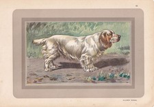 1931 CLUMBER SPANIEL Print - Original Antique Dog Wall Art - 11 x 7.75 Inches