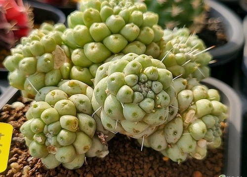 Dolichothele longimamma four