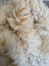   Texel X Ewe 440g sheep