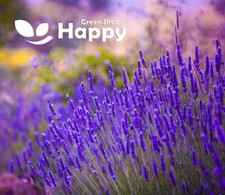 🌱Herb Seeds - Melissa Basil