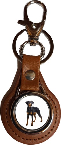 Doberman dog pet - doberman, brown