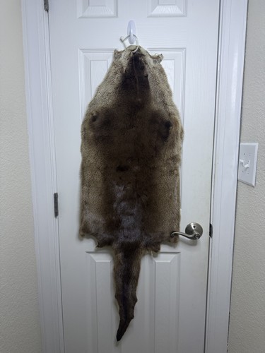 Large genuine tanned otter - large,