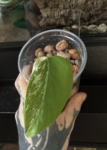 Small monstera albo one - albo, leaf