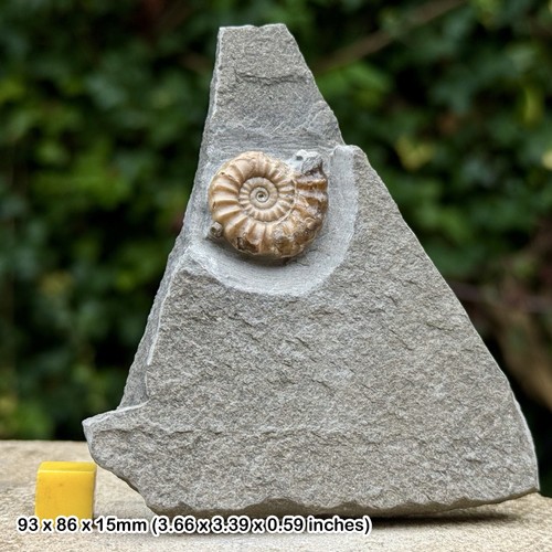 Promicroceras calcite ammonite - calcite,