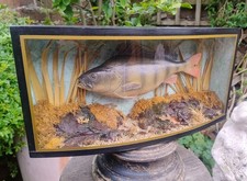 Perch perca fluviatilis - perch,