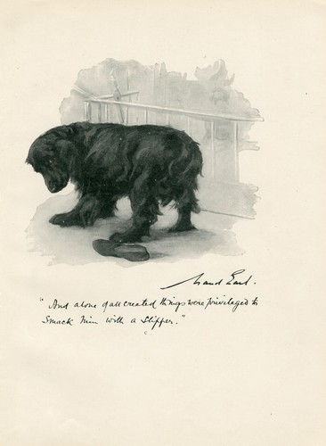 Cocker spaniel and - spaniel, slipper