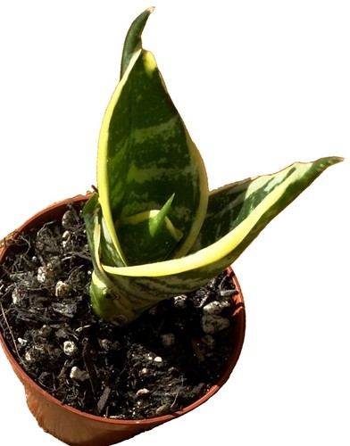 Snake plant sansevieria - snake,