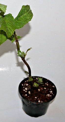 Various mint plants mentha - mint,