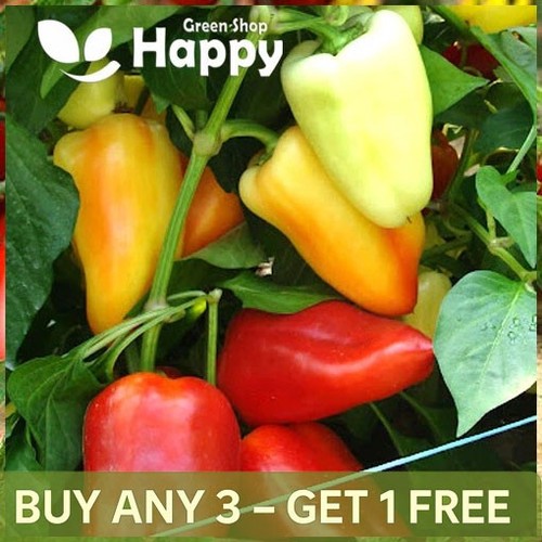 Vegetable sweet pepper monanta - sweet,