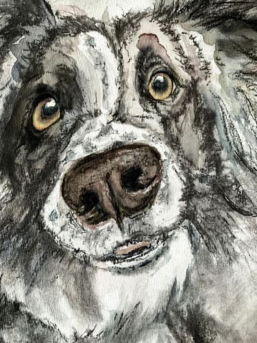 Border collie sheepdog - border,