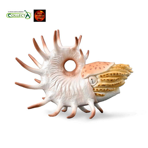 Cooperoceras nautiloid - cooperoceras,