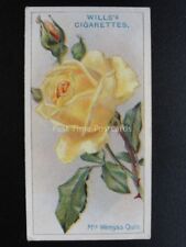 No.42 MRS WEMYSS QUIN - ROSES