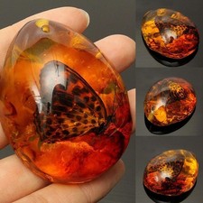 Beautiful Amber Insects Stone