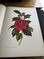 Camellia Botanical Art Book