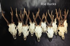 Roe Deer Skull, Skulls, Bones, Taxidermy, Curio, Home Decor, Gothic, Oddities