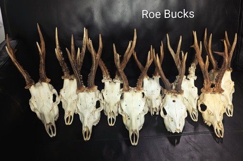Roe deer skull skulls - skull,, bones