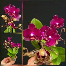Mini Phalaenopsis Neon