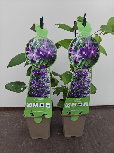 Clematis jackmanii 9cm pot - 2,