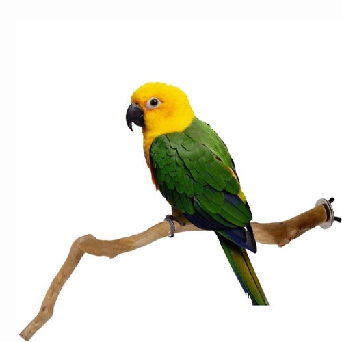 Cage rest holder pet wooden - holder,