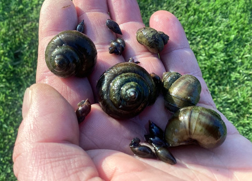 Wild pond snail mix 10x - wild,