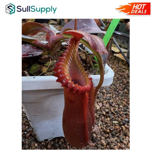 Pest resistant carnivorous - pest-resistant,