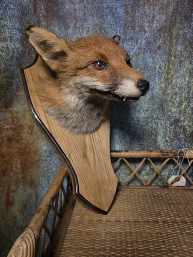 Vintage mounted taxidermy fox - taxidermy,