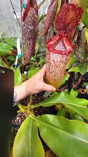 Nepenthes ventricosa x - nepenthes, (ventricosa