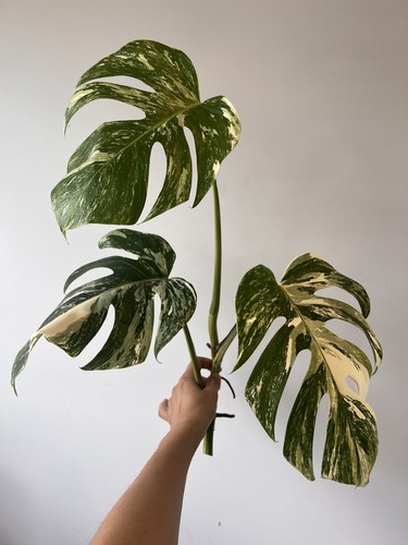 Monstera albo super highly - monstera,