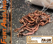 DENDROBEANA & TIGER/RED WORMS  - "KNOCKERS WORMS - BAITS & PET TREATS"