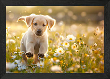 Labrador retriever puppy
