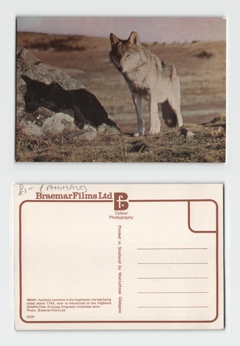 Postcard wolf highland - -,