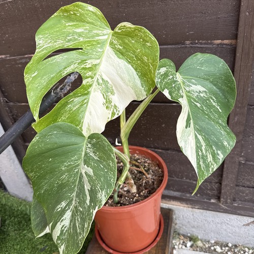 Monstera deliciosa albo - monstera,