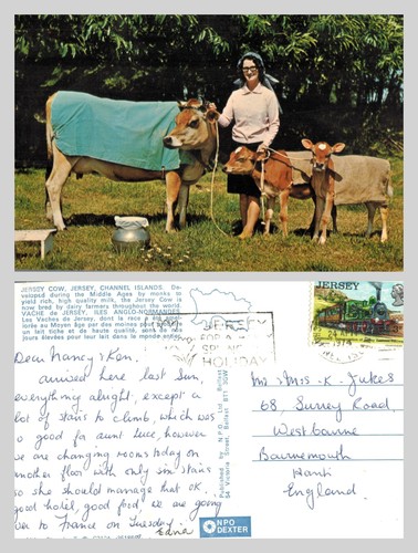 Vintage postcard jersey cow - vintage,