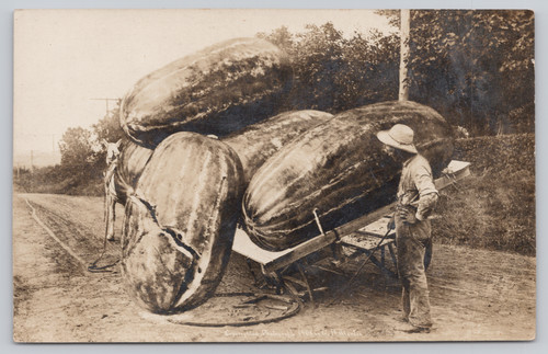 1911 exaggerated watermelons - exaggerated,
