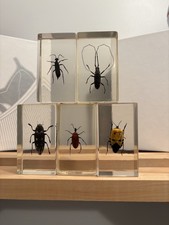 National Geographic Real Life Bugs In Resin x 5 Insects 