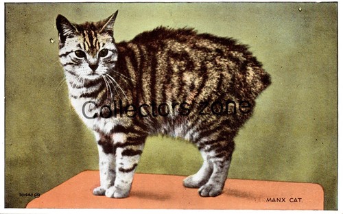 Manx cat printed - cat,