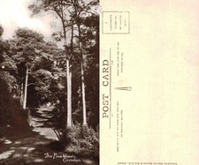 Vintage Postcard - The Pine