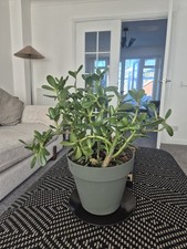 Large Money/Jade Plant - Low