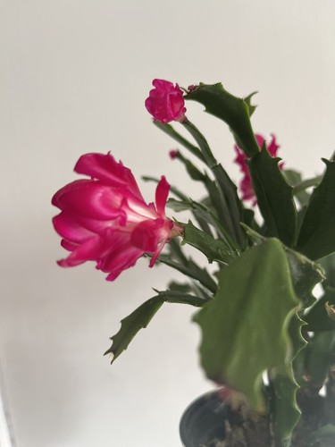 Thanksgiving cactus - thanksgiving,