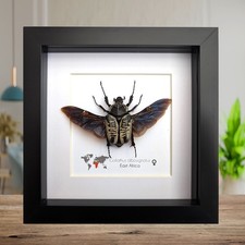 Framed Goliath Flower Beetle