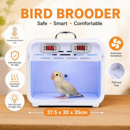 Bird brooder box birds parrot - bird,