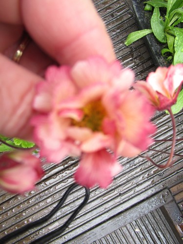 Fresh seeds geum - seeds,