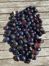 Blue Amber Indonesian