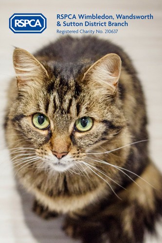 Pick pussy cat pic - a,
