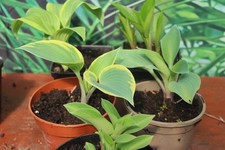 Hosta Collection of 5 Plants 