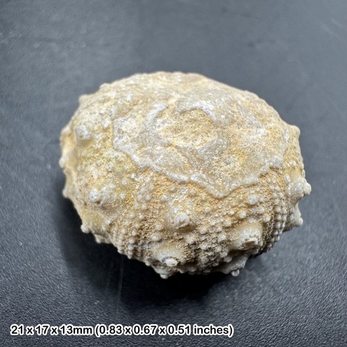 Cidoris echinoid fossil sea - cidoris,
