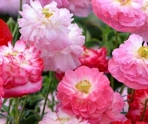 Supreme poppy seeds - supreme,