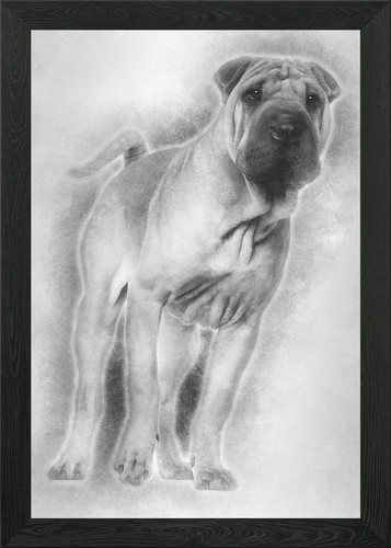 Shar pei puppy - puppy, months