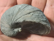 Gryphaea Devils Toenail Triassic Era Fossil Oyster 60mm Very Nice Lot 1