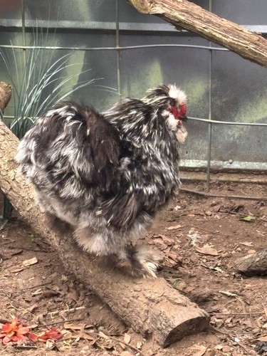 Silkie hatching eggs - silkie, eggs,